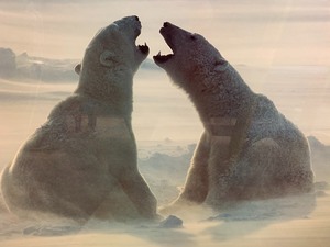 Large Framed &amp Matted Print w Polar Bears