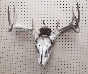 lot 1022 image: 9-Point White Tail Deer Skull and Antlers on Plaque