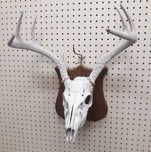 lot 1023 image: 8-Point White Tail Deer Skull and Antlers on Plaque