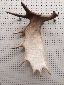 lot 1026 image: Moose Antler - 7.4 LBS - Authentic - Measures about 24 x 19 Overall