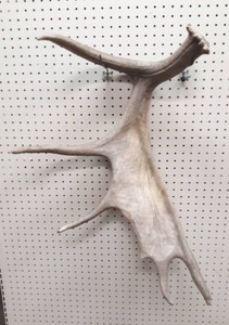 lot 1027 image: Moose Antler - 9.8 LBS - Authentic - Measures about 29 x 22 Overall