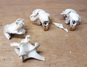 lot 1028 image: Pair of Beaver or Muskrat Skulls and Other bones - Each are about 5 Long