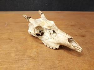lot 1029 image: Deer Skull - Measures about 11 Long