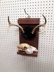 lot 1030 image: Display w Antlers and Deer Skull - Measures about 15 x 8-12