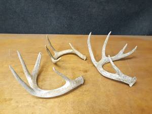 lot 1032 image: Lot of (3) Shed Deer Antlers