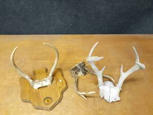 lot 1033 image: Lot of (3) Antler Racks w Top Skulls