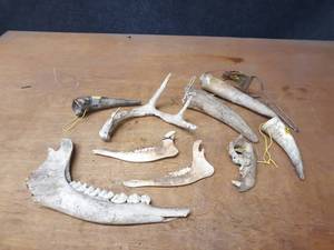 lot 1178 image: Lot of Jaw Bones, Antler and Horns