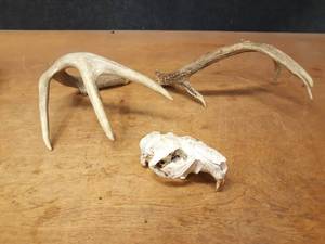 lot 1180 image: Pair of Shed Antlers and Skull