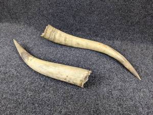 lot 1224 image: Pair of Horns - Measure Approximately 18 and 20 long