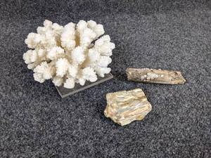 lot 1251 image: Natural Curiosities - Coral (5 wide x 3-12 tall), Driftwood with Barnacles, and Petrified Wood