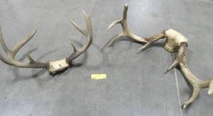 lot 45 image: 2 sets of antlers