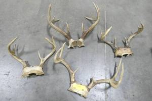 lot 46 image: 4 sets of smaller antlers