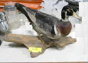 lot 62 image: Nice piece of taxidermy, dont know my waterfowl well enough to say what kind of duck it is