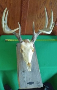 lot 191 image: Deer Skull with Antlers mounted. 16 width
