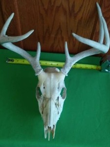 lot 192 image: Deer Skull with Antlers 16 width