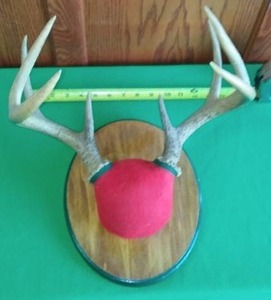 lot 193 image: Deer Antlers Mounted 14 width