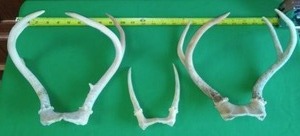 lot 194 image: 3 Sets of Deer Antlers