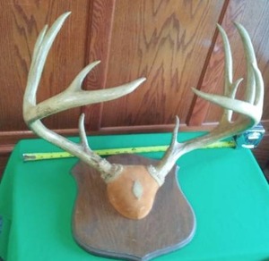 lot 196 image: Deer Antlers Mounted 21 width. Massive Rack