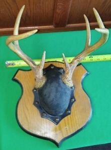 lot 199 image: Deer Antlers Mounted