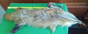 lot 200 image: Badger Pelt Hanging 35 display.