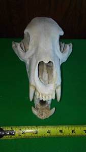 lot 201 image: Bear Skull