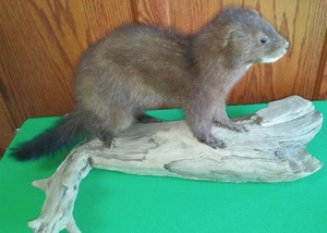 lot 204 image: Mink Full Body Mount on driftwood. Excellent
