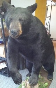 lot 206 image: Black Bear Full Body Mount. Crazy Great