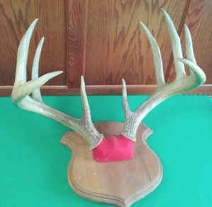 lot 207 image: Deer Antlers Mounted 19 width, Gorgeous rack
