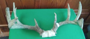 lot 208 image: Deer Antler Rack 26 width. Wisconsin.