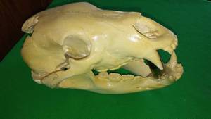 lot 209 image: Bear Skull about 12
