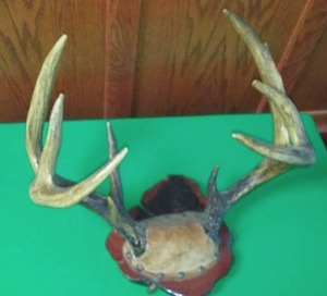 lot 214 image: Deer Antlers Mounted  18 width