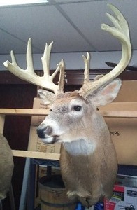 lot 216 image: Deer Shoulder Mount, Kansas, excellent 24 rack width.