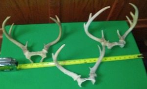 lot 218 image: Deer Antlers - 3 pair.
