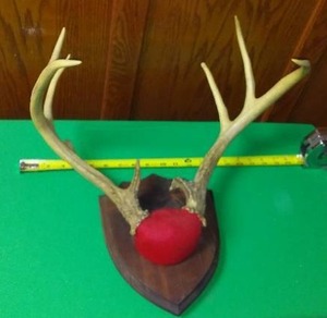 lot 221 image: Deer Antlers Mounted, 17 width