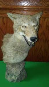 lot 224 image: Coyote Shoulder Mount 20 tall - Excellent