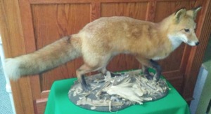 lot 228 image: Red Fox Full Body Mount - 3 feet Long. AMAZING
