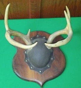 lot 230 image: Deer Antlers Mounted.