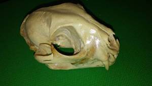 lot 235 image: Small Animal Skull