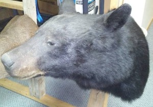 lot 236 image: Black Bear Shoulder Mount  - Beautiful