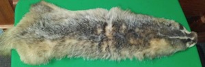 lot 237 image: Badger Full Pelt, 32 Excellent
