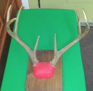 lot 238 image: Deer Antlers Mounted - 15 width