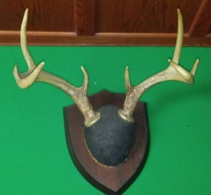 lot 239 image: Deer Antlers Mounted - 13.5 width