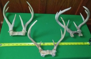 lot 240 image: Deer Antlers - 3 pair