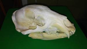 lot 243 image: Bear Skull 11.5 Long