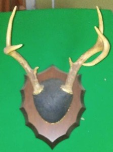 lot 244 image: Deer Antlers Mounted - 10 width
