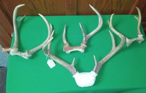 lot 245 image: Deer Antlers - 4 pair