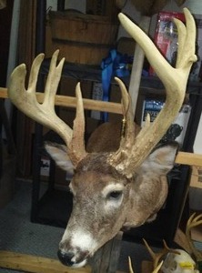 lot 246 image: Deer Shoulder Mount - Massive Nasty Rack FABULOUS