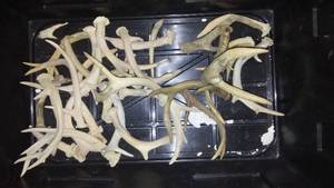 lot 247 image: Deer Antlers - a Bunch