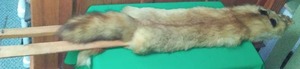 lot 251 image: Red Fox Pelt Mounted on a vintage stretcher. over 5 feet long