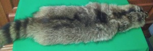 lot 253 image: Raccoon Pelt - Full Body